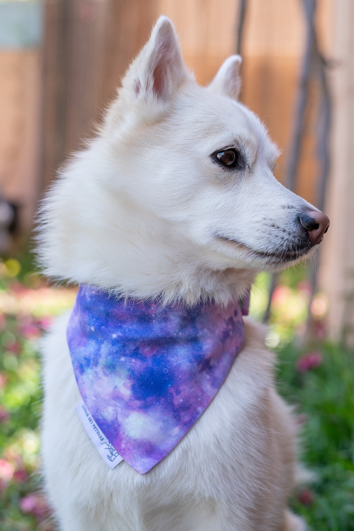 Bandana - Violet Galaxy