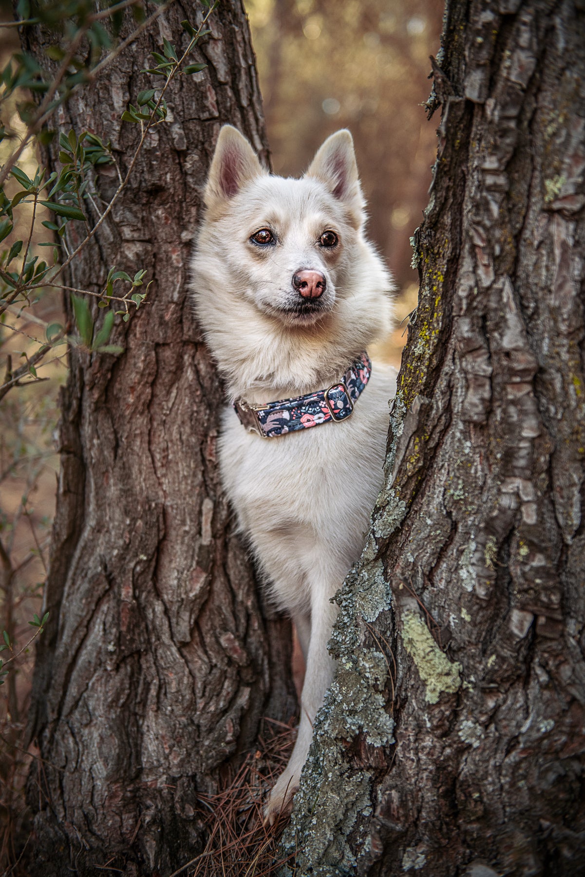 Collar - Floral Foxes