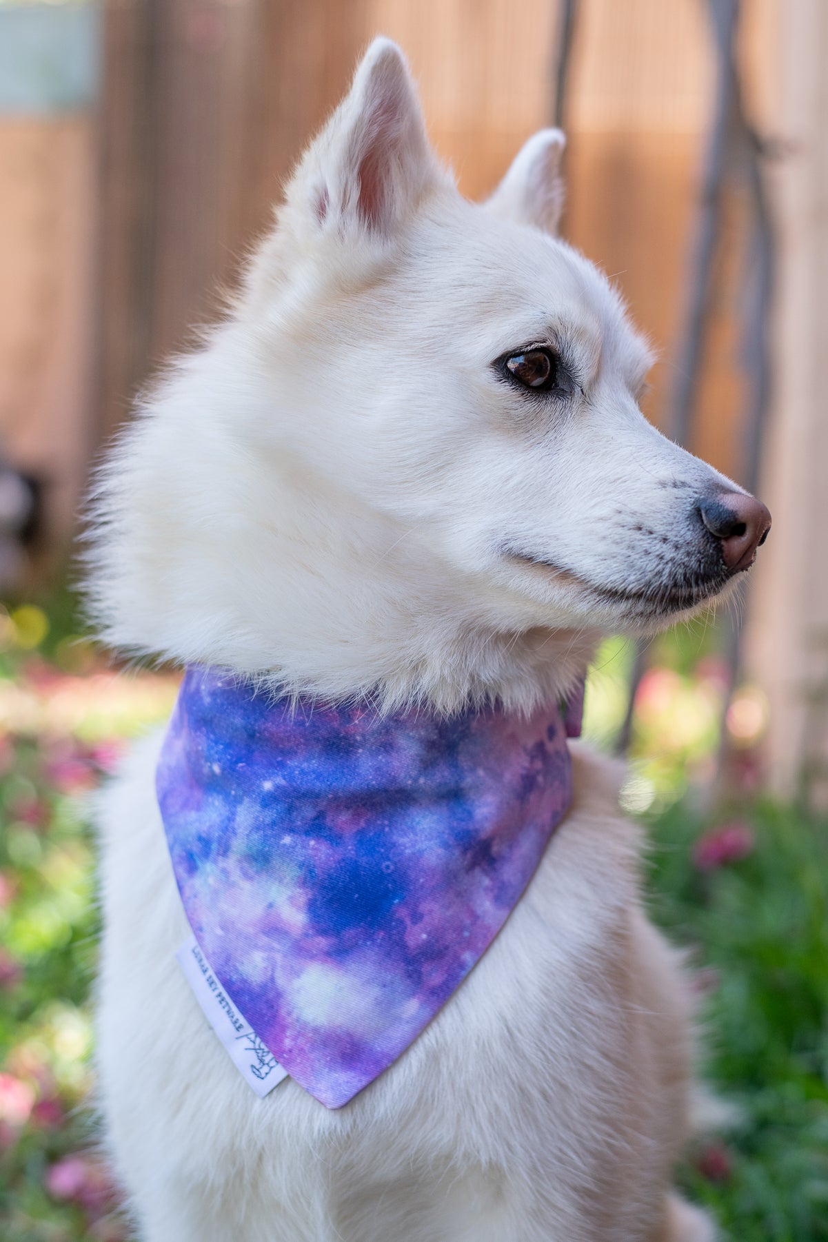 Galaxy hotsell dog collars