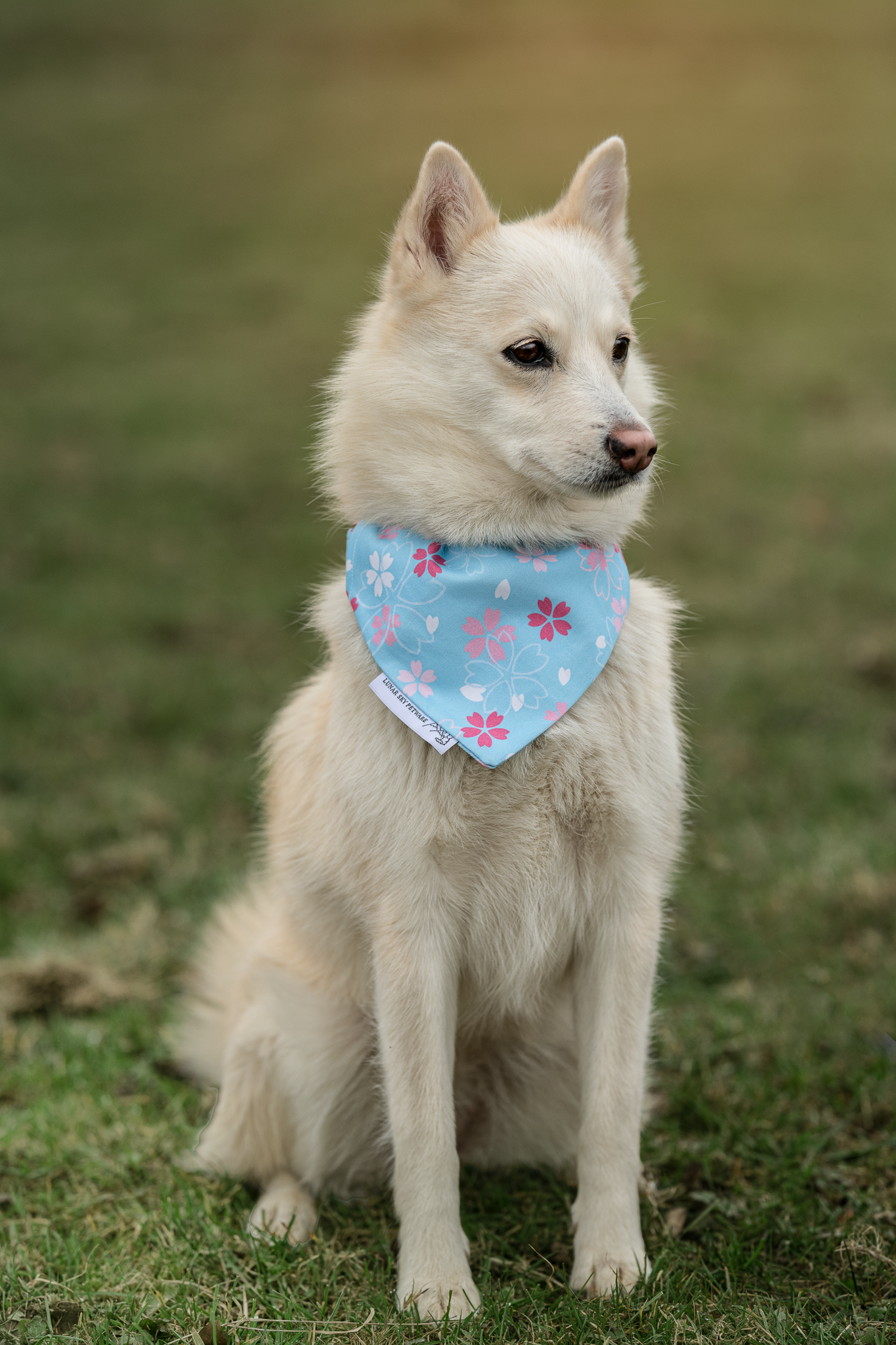 Bandana - Cherry Blossom