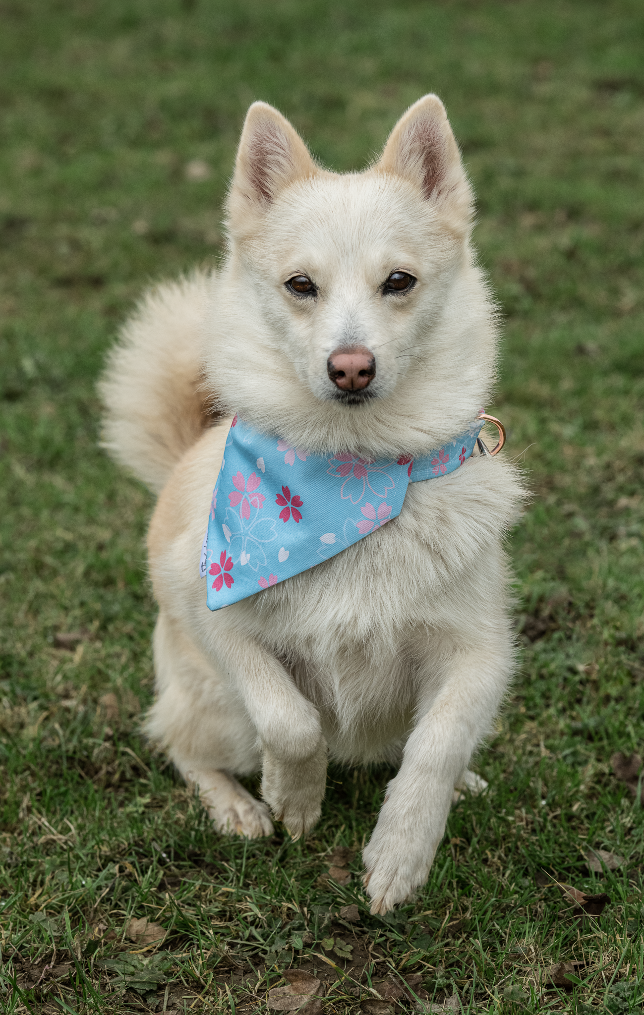 Bandana - Cherry Blossom