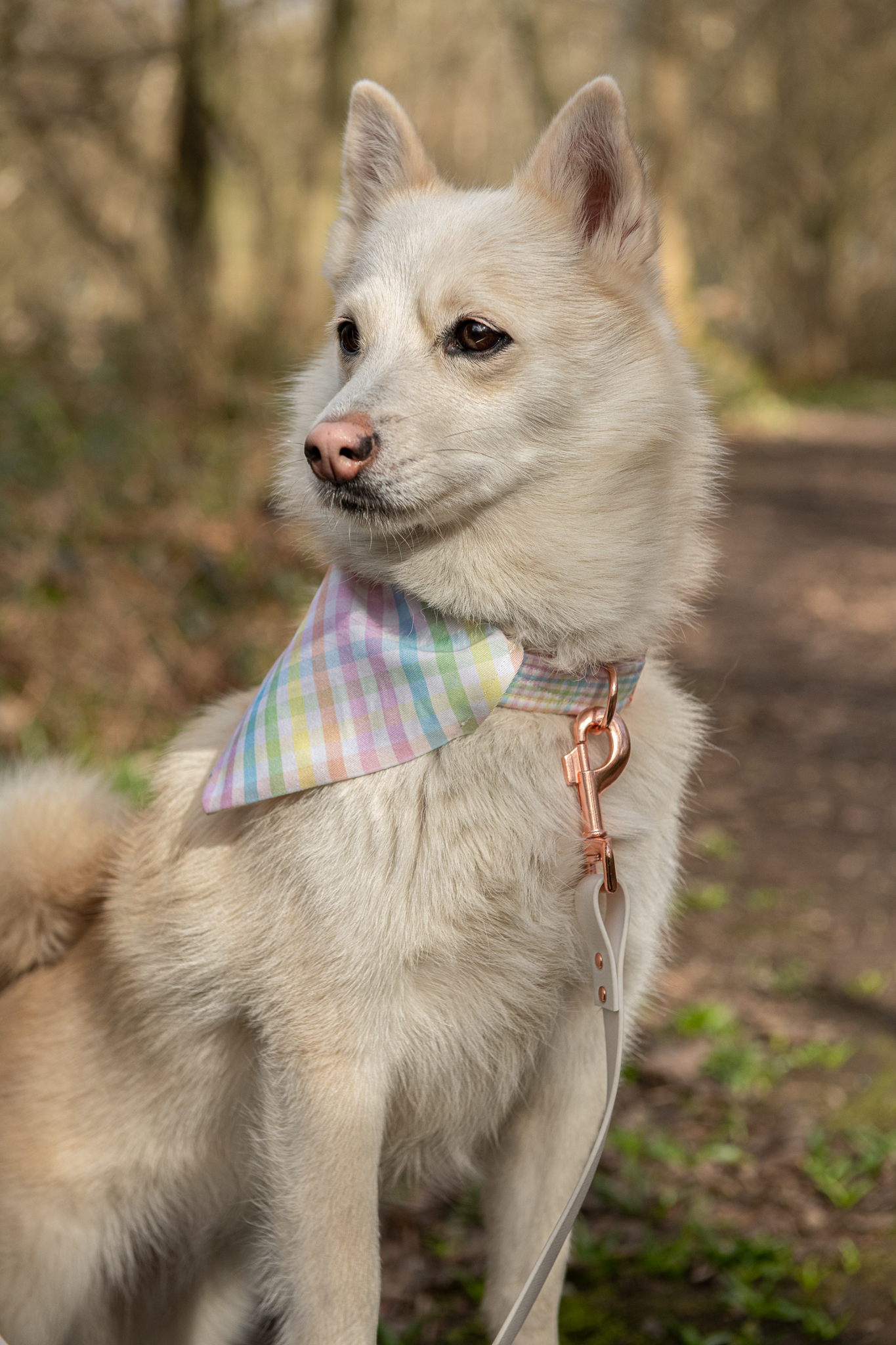 Bandana - Spring Picnic