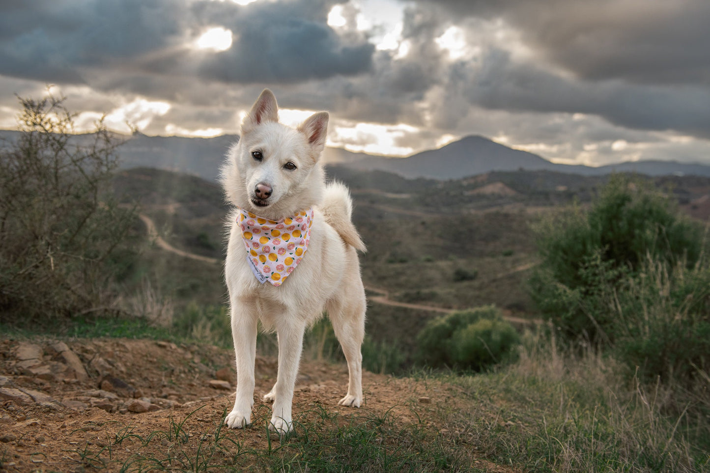 Bandana - Peachy Grapefruit