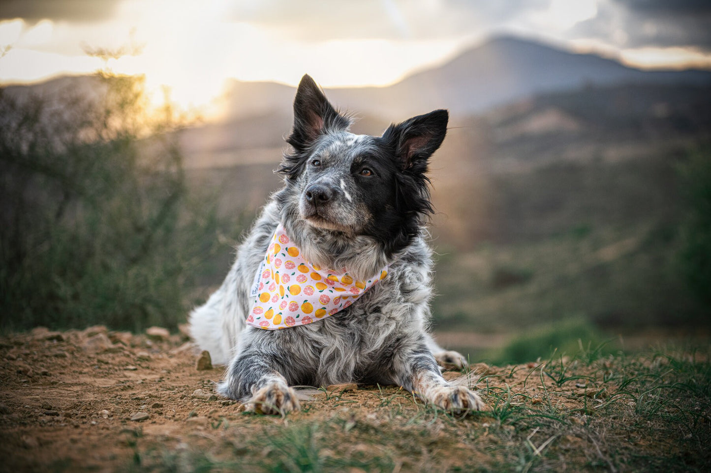 Bandana - Peachy Grapefruit