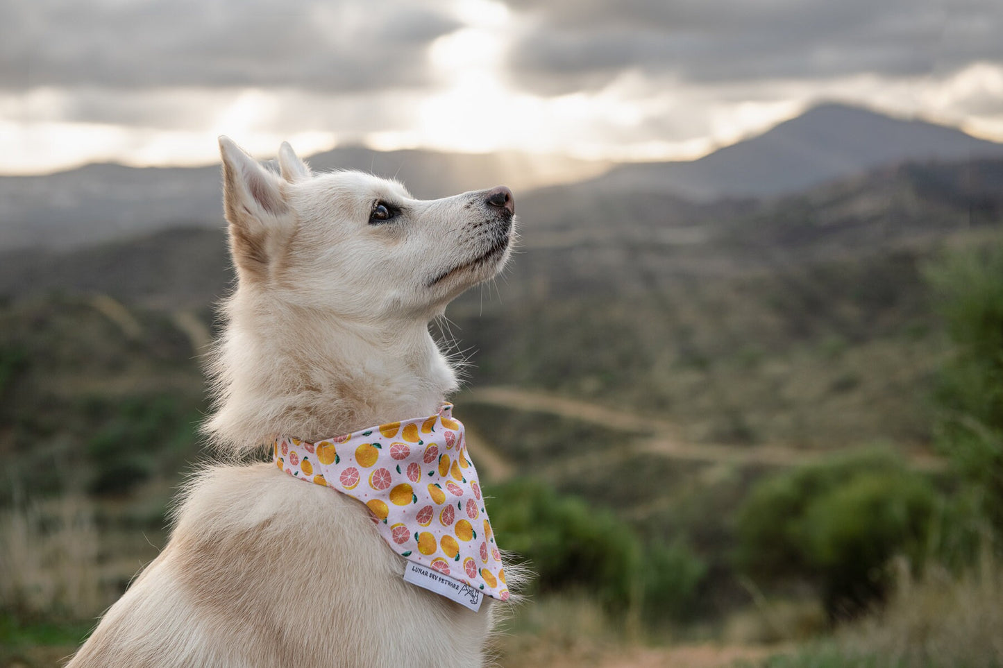 Bandana - Peachy Grapefruit